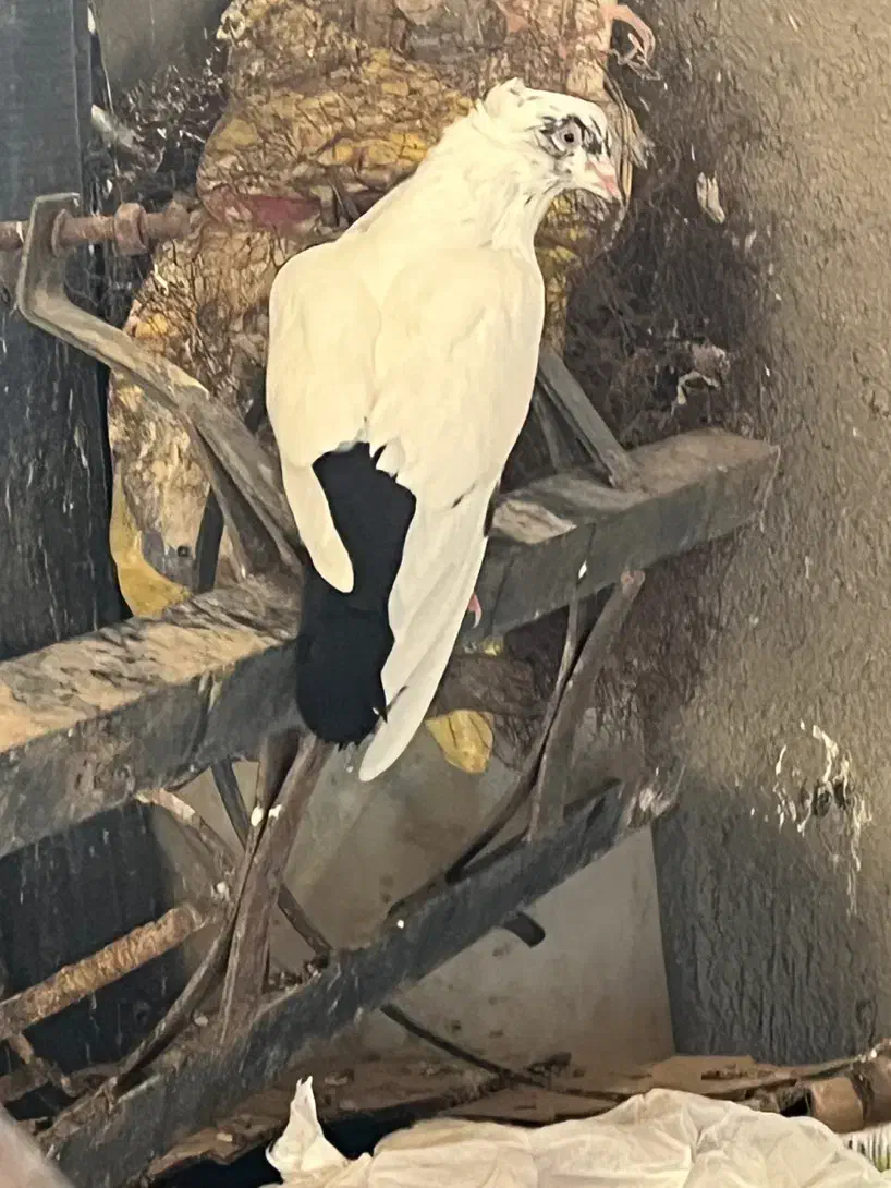 دم موشکی.دم سیاه..هر دو چند تیزی به اخر.|پرنده|سبزوار, قصبه شرقی|دیوار