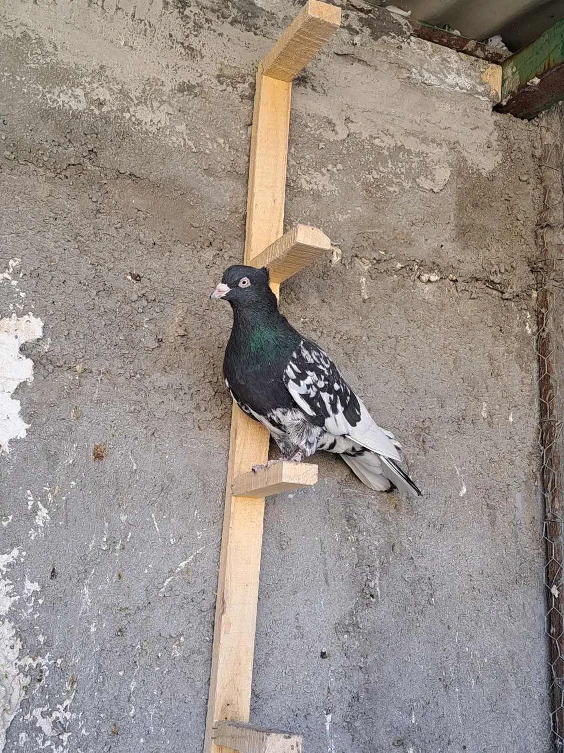 کبوتر کله ای دمسفید|پرنده|شهرضا, |دیوار