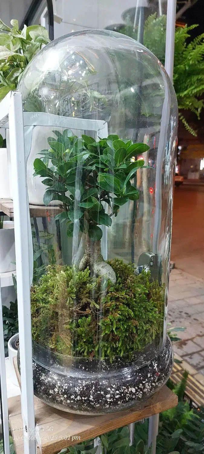 انواع گل وگیاه آپارتمانی زاموفیلیا بونسای جیسینگ و|گل و گیاه طبیعی|مشهد, قائم|دیوار