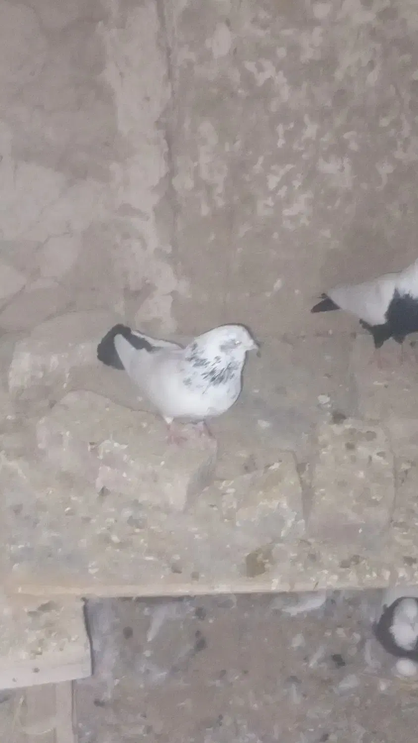 کفتر کله دمسبز|پرنده|گل تپه, |دیوار