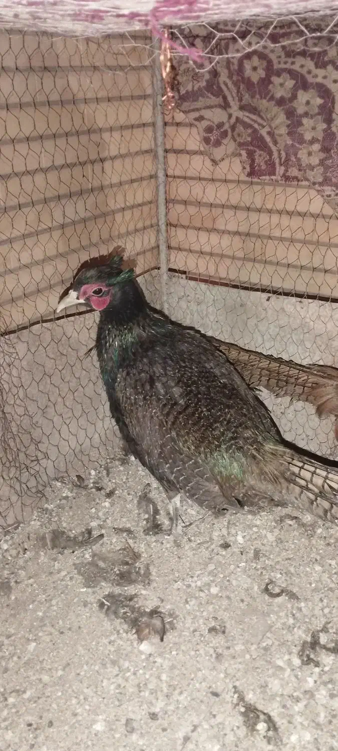 پرنده زینتی جوان قر|حیوانات مزرعه|کرمان, |دیوار