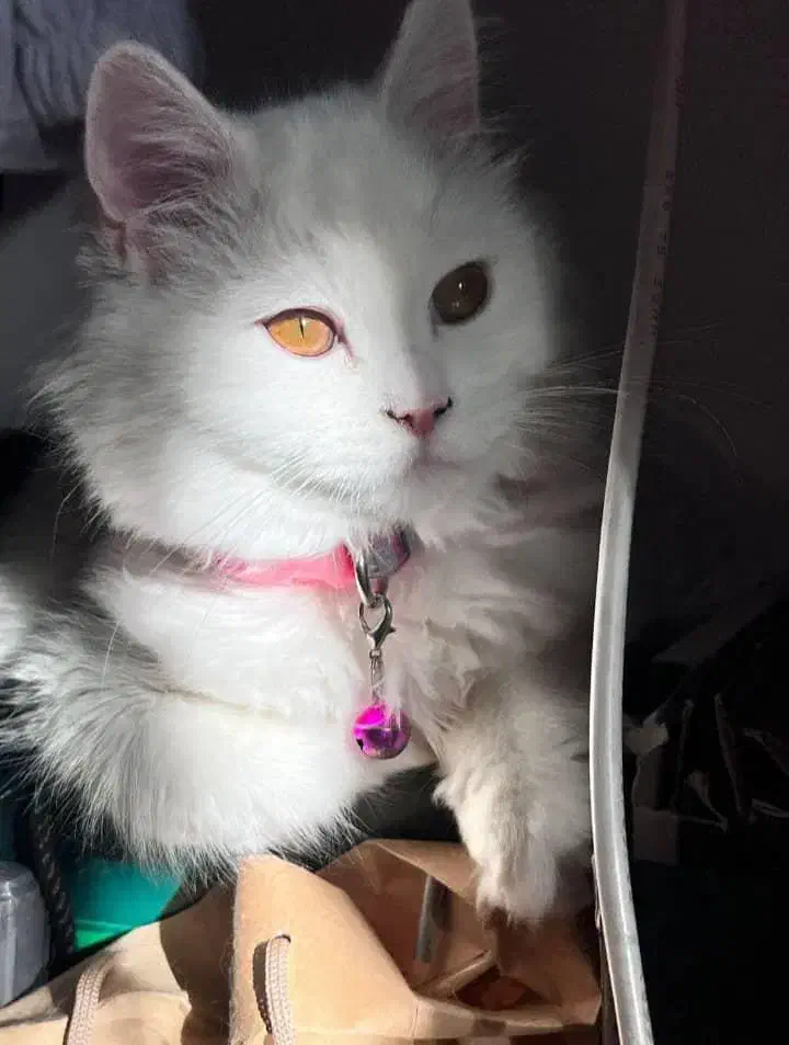 گربه پرشین اسکاتیش جنسیت ماده متولد۱۴۰۱/۶/۱۶|گربه|کرمان, |دیوار