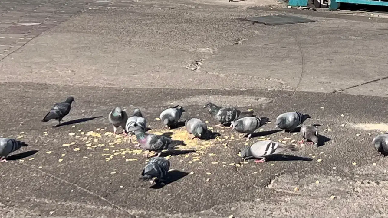 واحد 80 متری در مسکن مهرخورشید 8 پیشوا ورامین|فروش آپارتمان|پیشوا, |دیوار