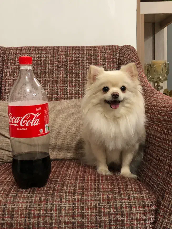 سگ جیبی مینیاتوری شیواوا|سگ|کوهدشت, |دیوار