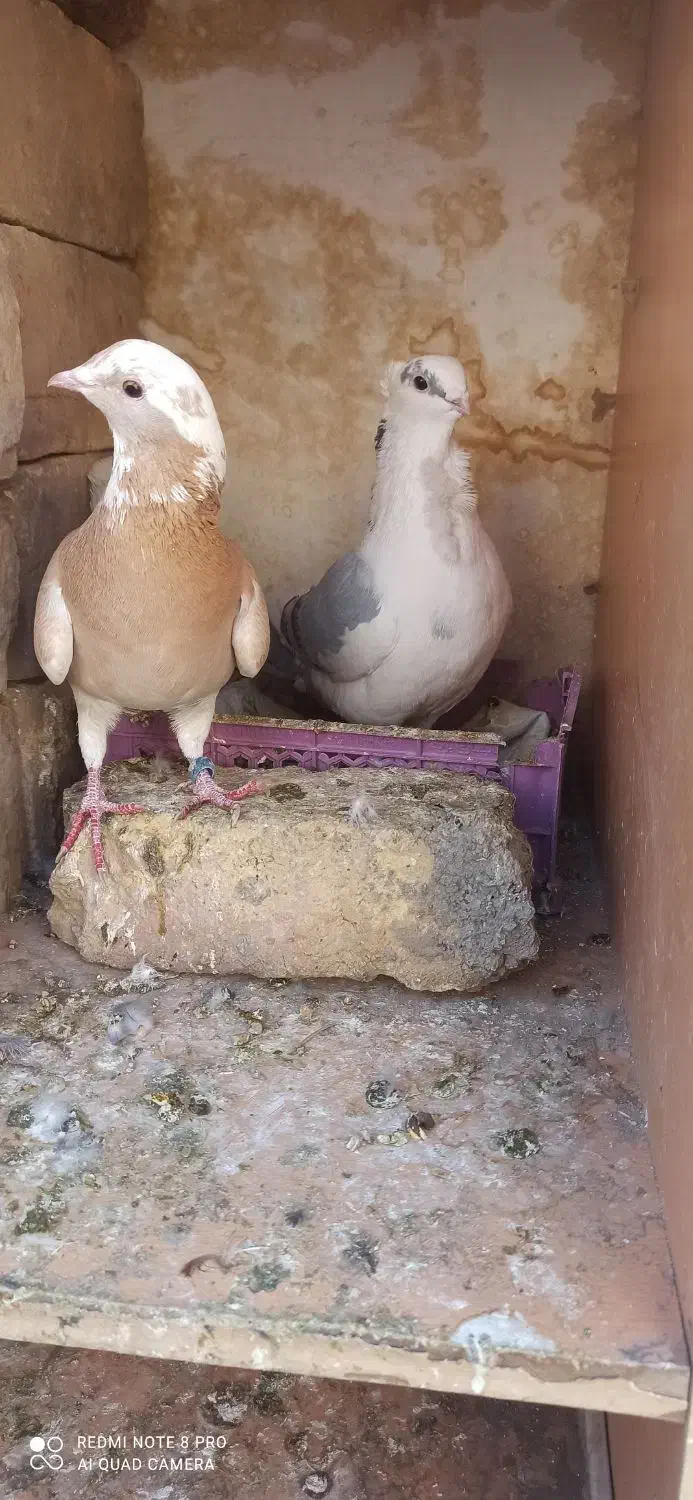 موشی کاکلی|پرنده|سمنان, |دیوار