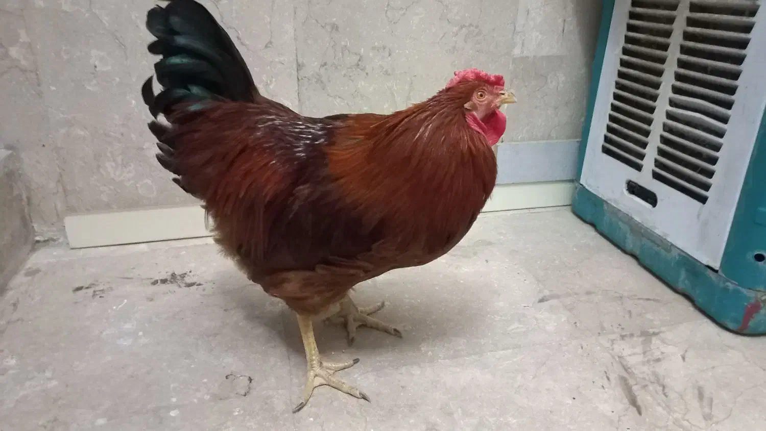 خروس گلپایگانی|حیوانات مزرعه|تهران, کوثر|دیوار