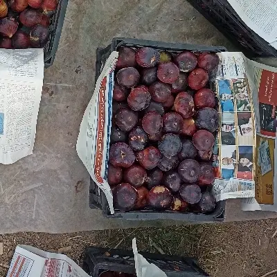 انجیر|خوردنی و آشامیدنی|سرپل ذهاب, |دیوار