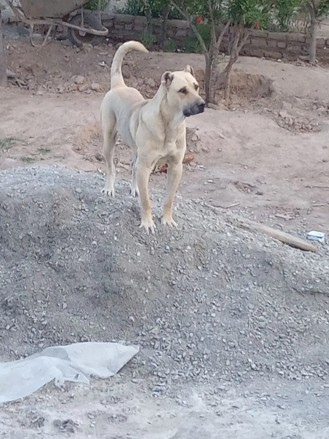 سراب نر اصل|سگ|محمدشهر, محمدشهر|دیوار