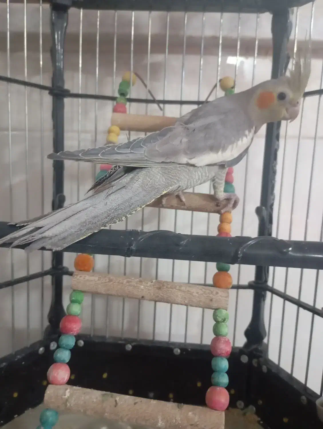 عروس هلندی|پرنده|قم, علی آباد|دیوار