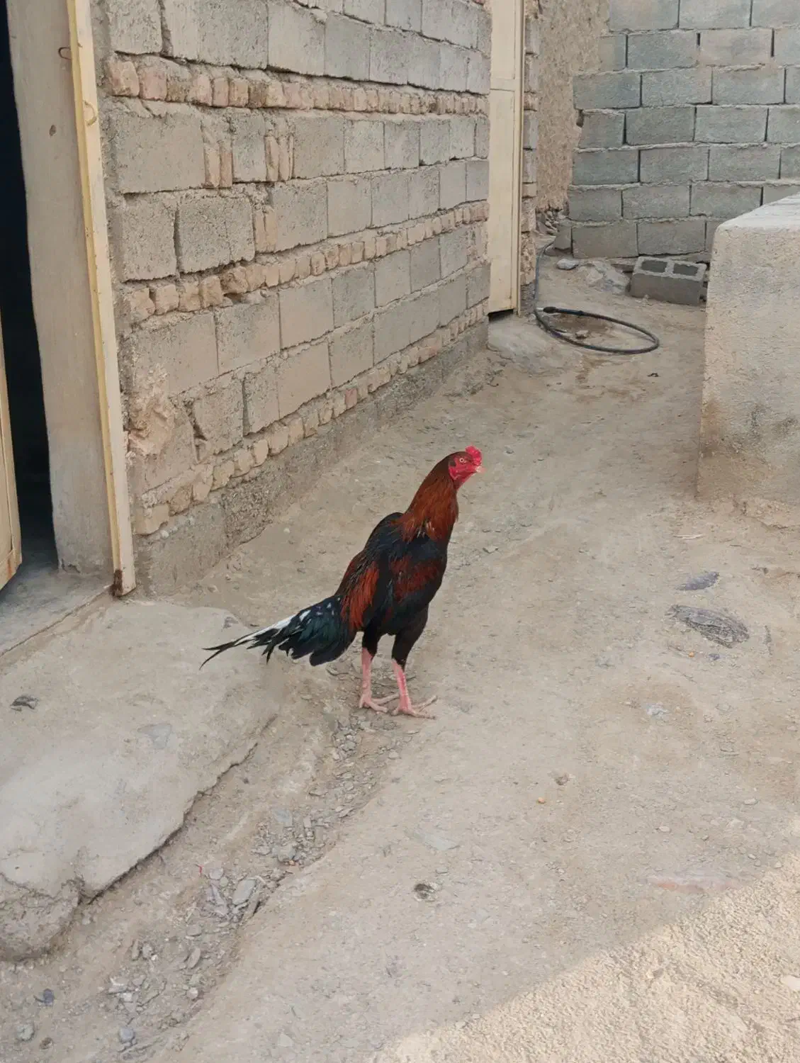 خروس افغانی|پرنده|سراوان, |دیوار