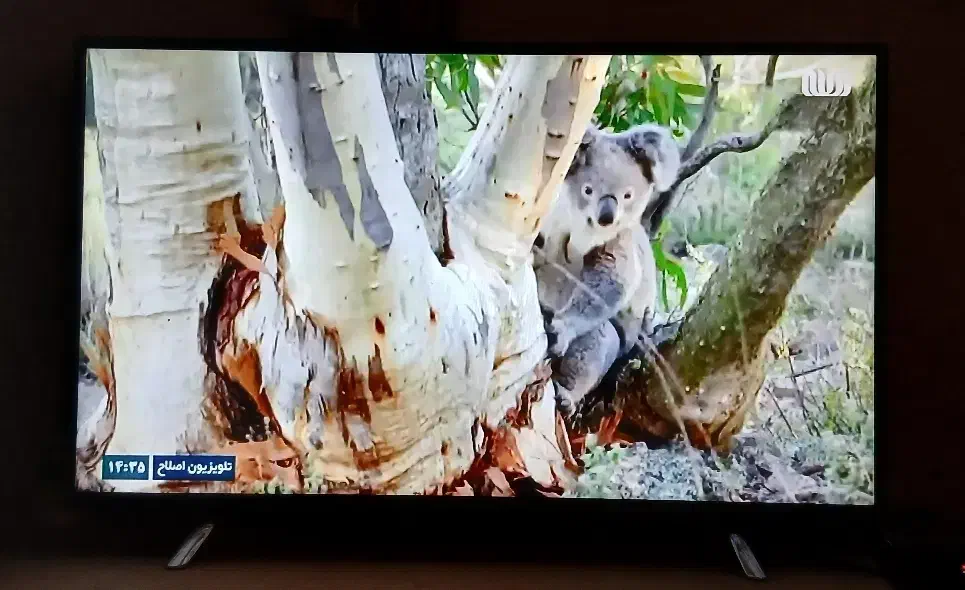 ''LED43تمیز|تلویزیون و پروژکتور|کاشان, کارگر|دیوار