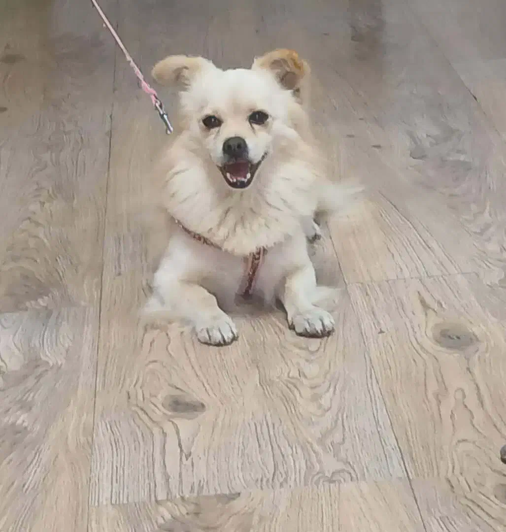 سگ گمشده|حیوانات|خمام, |دیوار