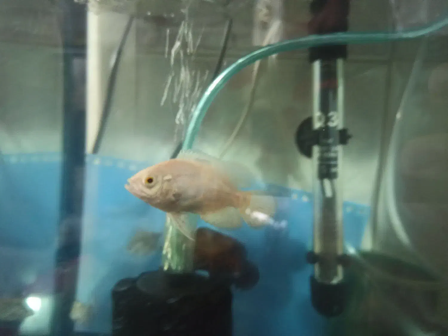 ماهی اسکار|ماهی|شیراز, منطقه هوایی شهید دوران|دیوار