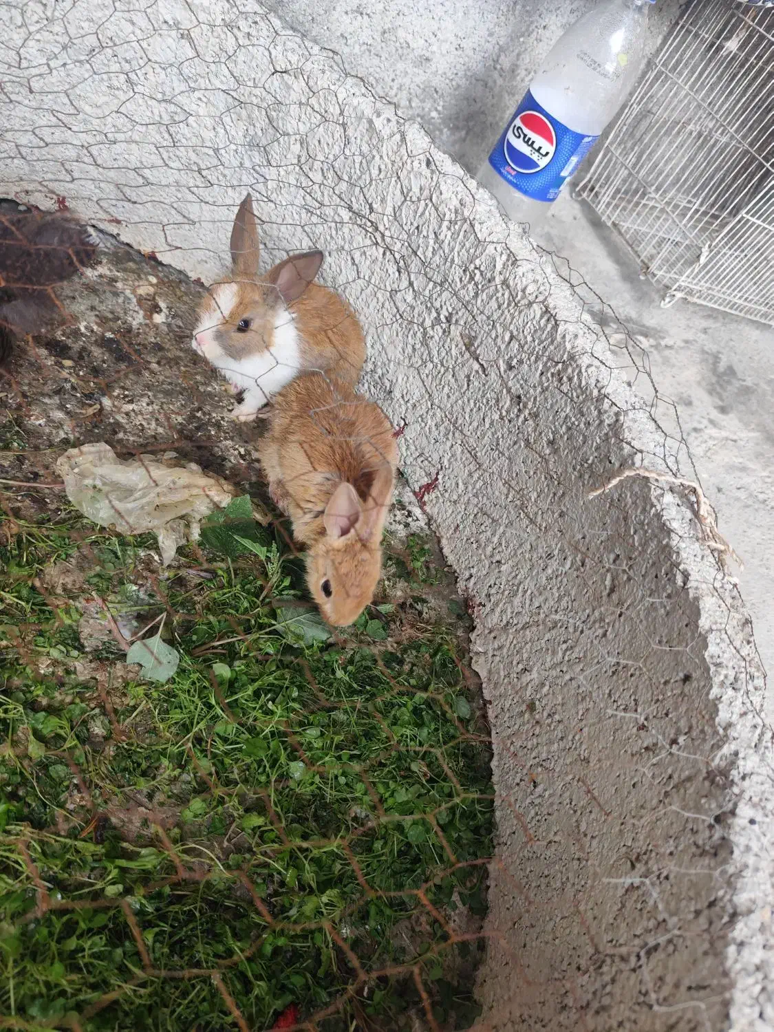 خرگوش|موش و خرگوش|آق قلا, |دیوار