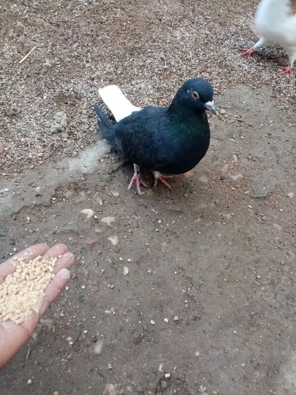 کبوتر فروشی نگین شهر|پرنده|آزادشهر, |دیوار