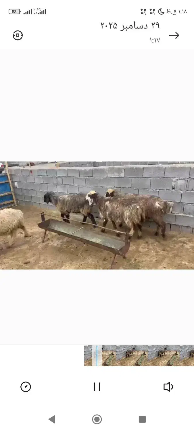 میش|حیوانات مزرعه|یاسوج, |دیوار