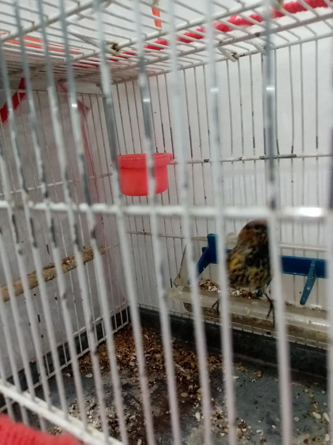 سهره گلبسر مست خون|پرنده|مشهد, احمدآباد|دیوار