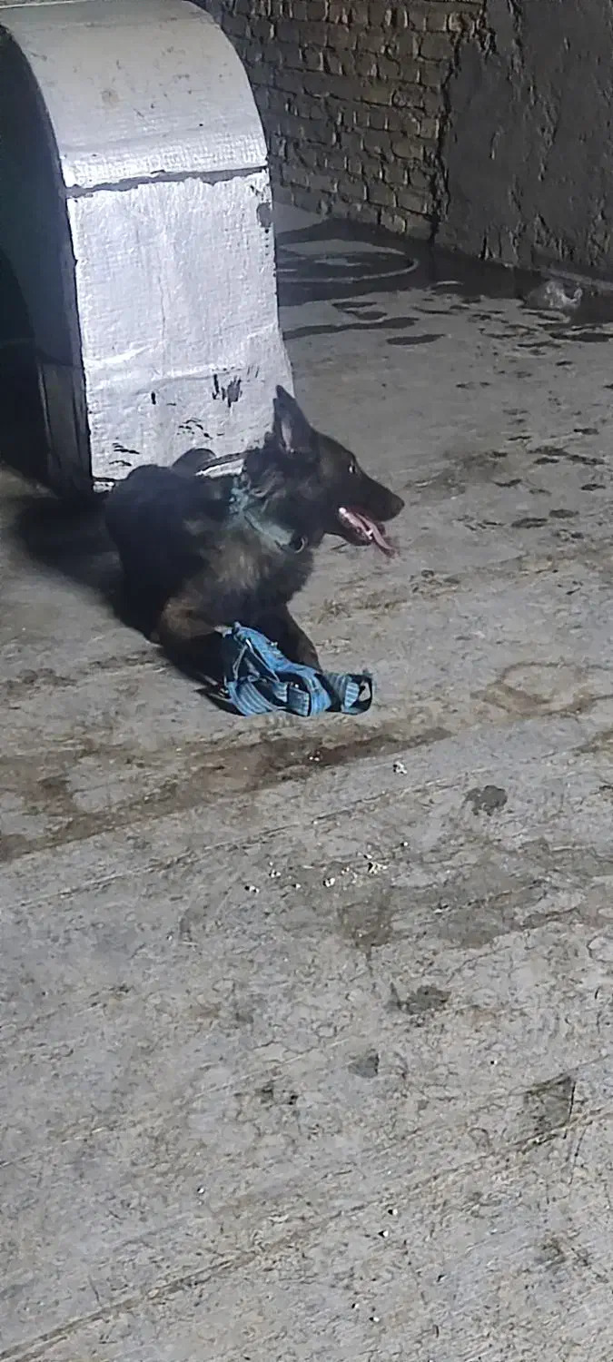 مالینویز نر|سگ|کاشان, مزرعه نو|دیوار