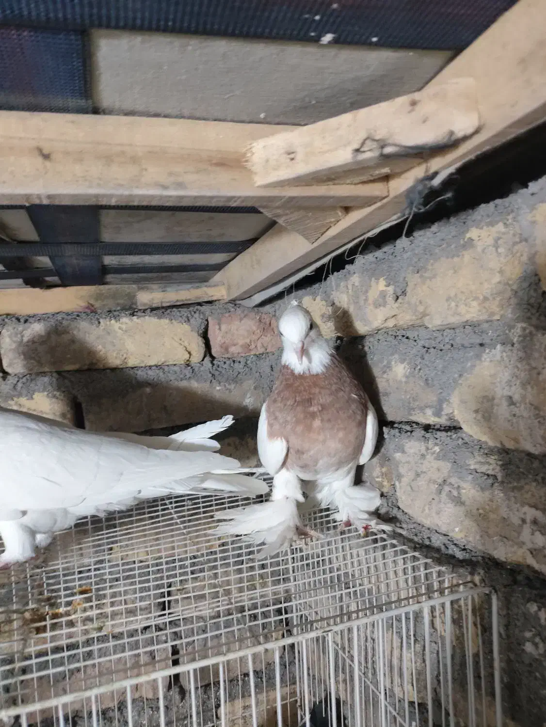 کفتر|پرنده|مشهد, شهید قربانی|دیوار