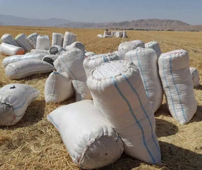 کاه گندم باکیفیت|خدمات باغبانی و درختکاری|ورامین, ورامین|دیوار