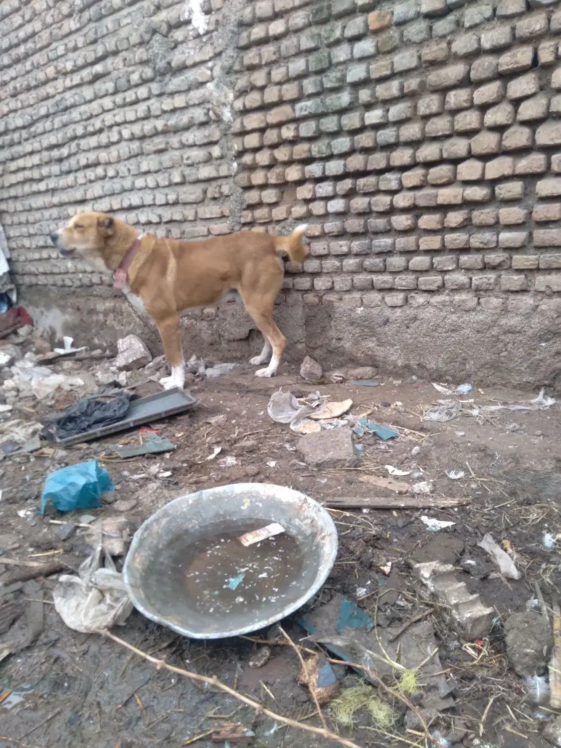 توله سگ افغانی ۱۵دماهه|سگ|فاضل آباد, |دیوار