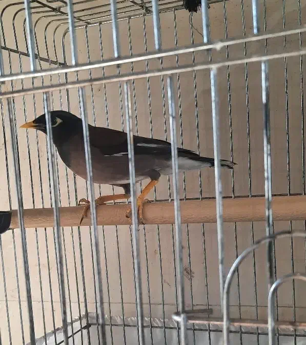 مرغ مینا|پرنده|رباط‌کریم, نصیرشهر|دیوار