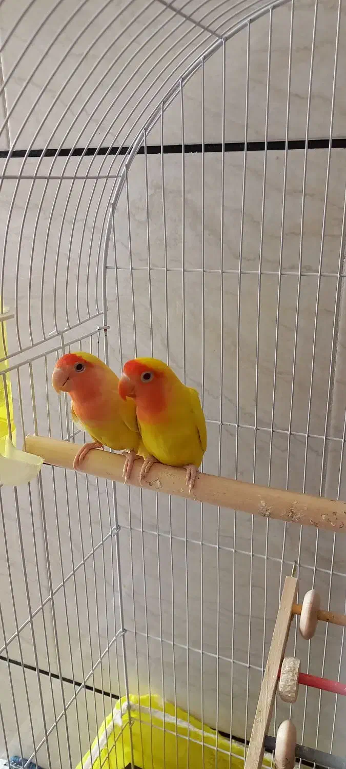 کوتوله زرد صورت هلویی|پرنده|خمینی‌شهر, |دیوار