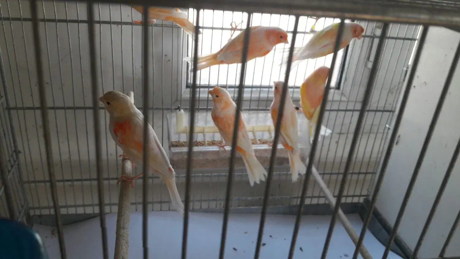 قناری موزاییکی|پرنده|بهار, |دیوار