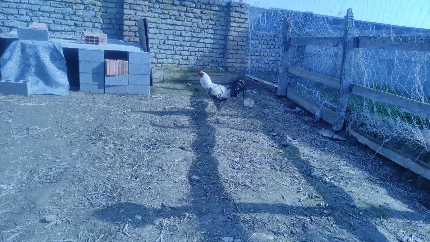 فروش یک عددخروس|حیوانات مزرعه|گمیشان, |دیوار