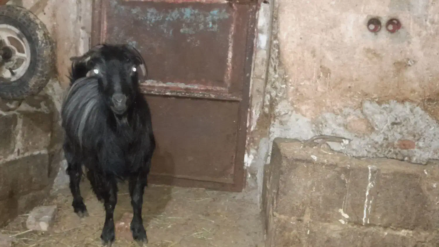 بز ماده|حیوانات مزرعه|باروق, |دیوار