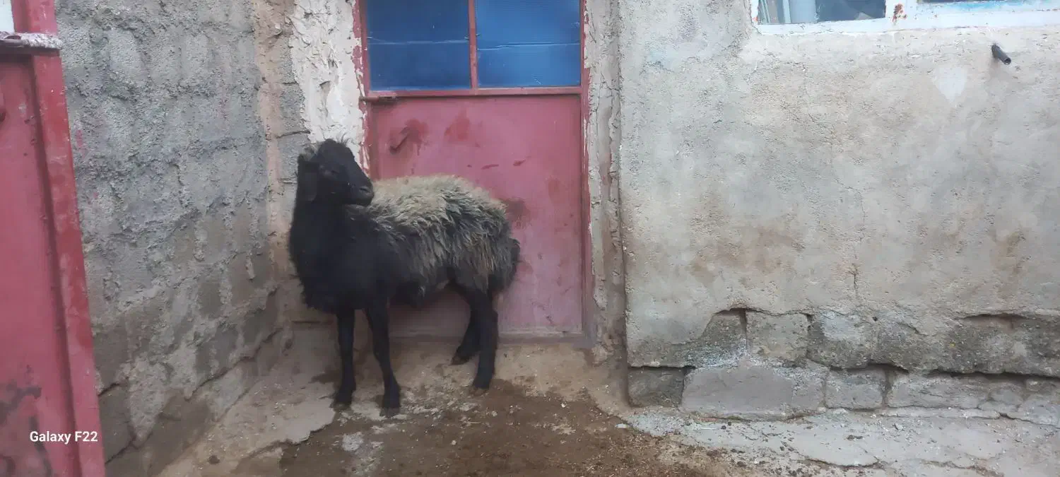 نژاد یک ساله بران|حیوانات مزرعه|سقز, |دیوار