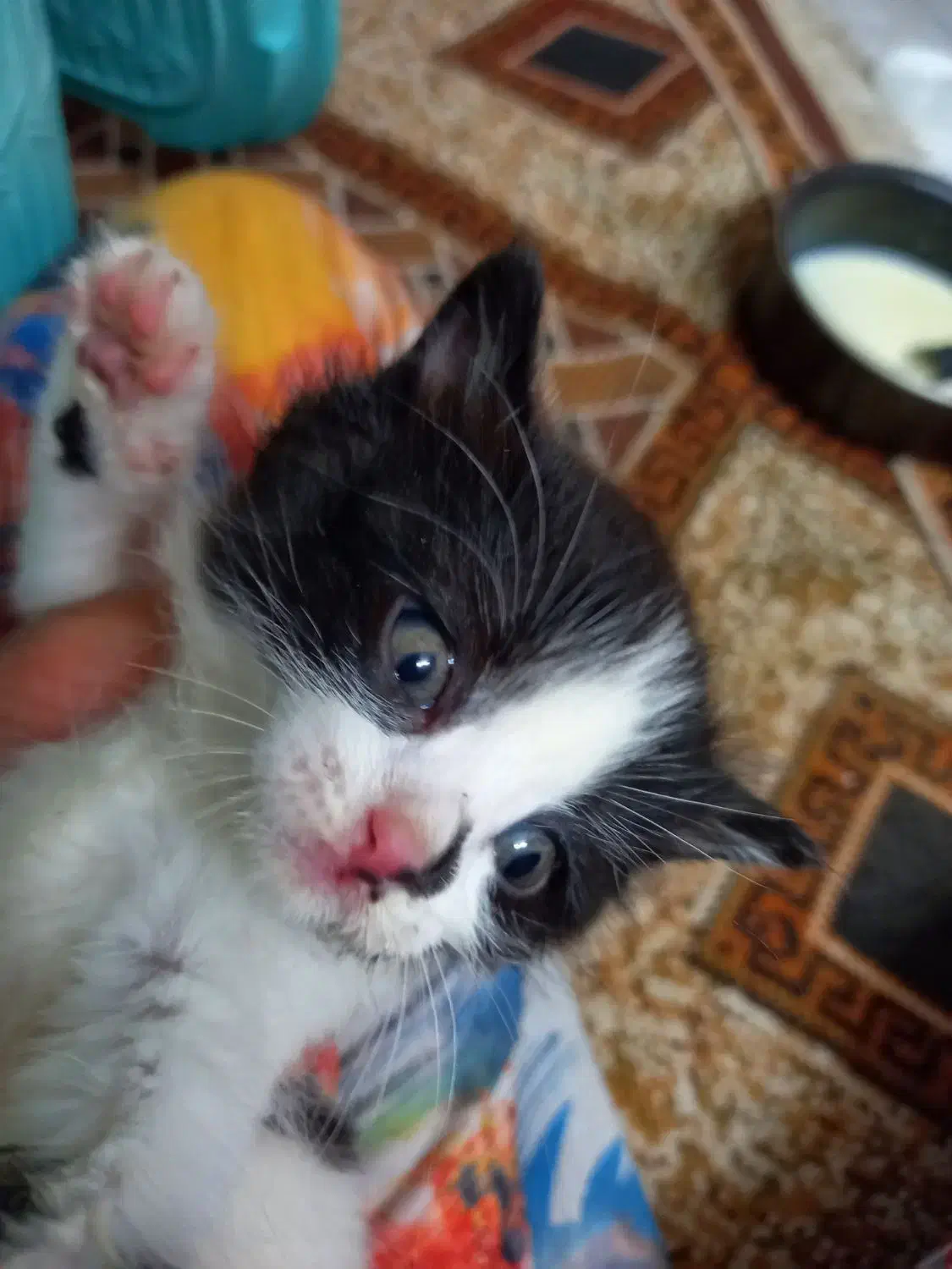 واگذاری دو بچه گربه نر  دی ال اس|گربه|اصفهان, مصلی|دیوار