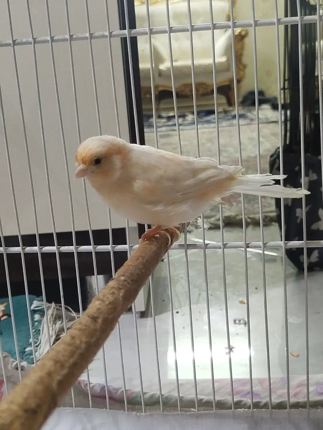 قناری پرتقالی|پرنده|مشهد, هفده شهریور|دیوار