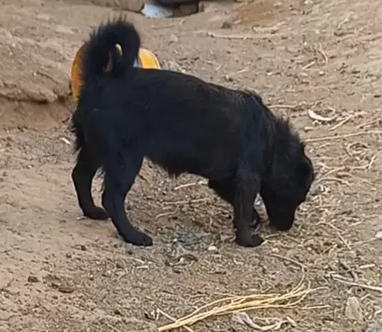 پاکوتاه|سگ|سبزوار, رباط|دیوار