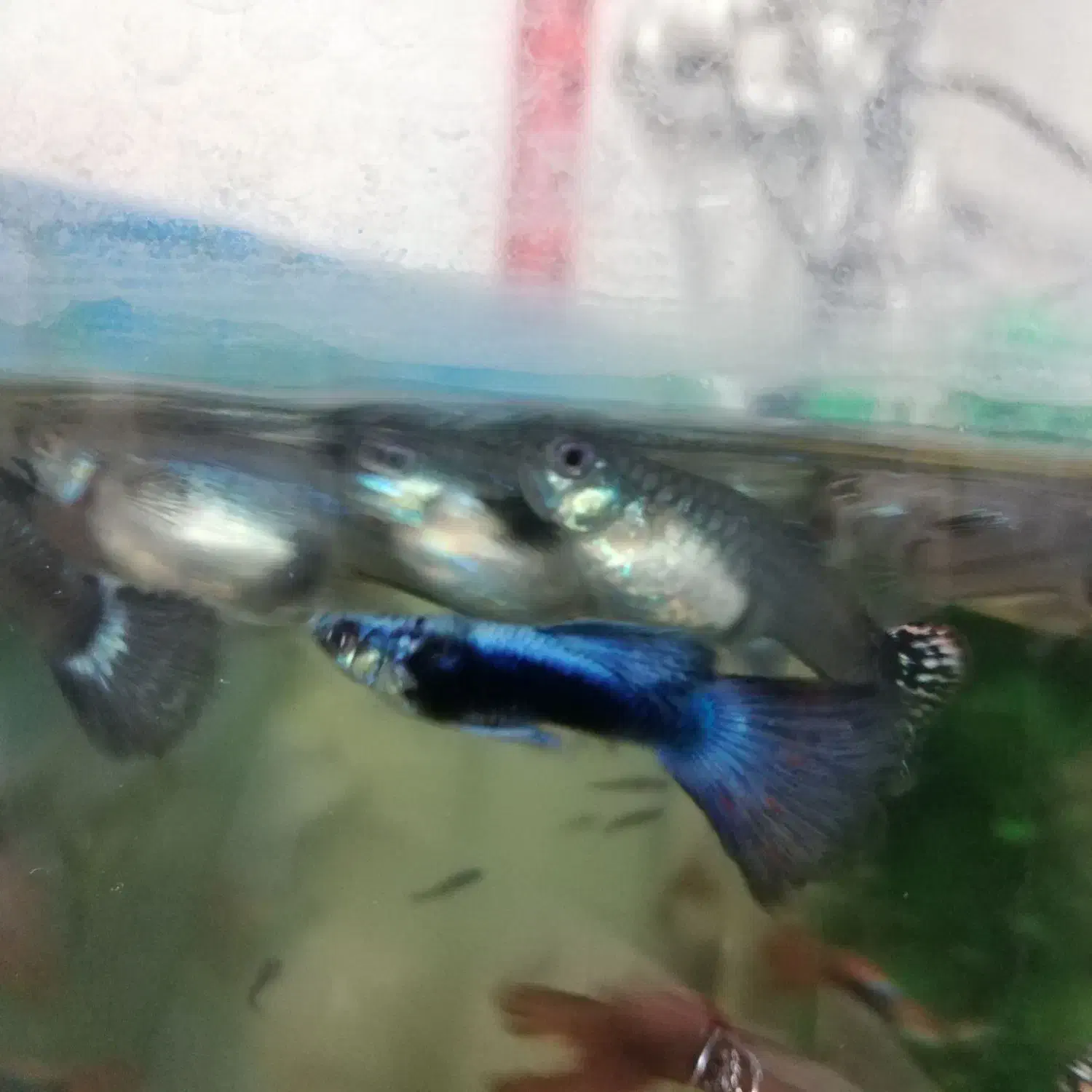 فروش ماهی گوپی|ماهی|دامغان, |دیوار