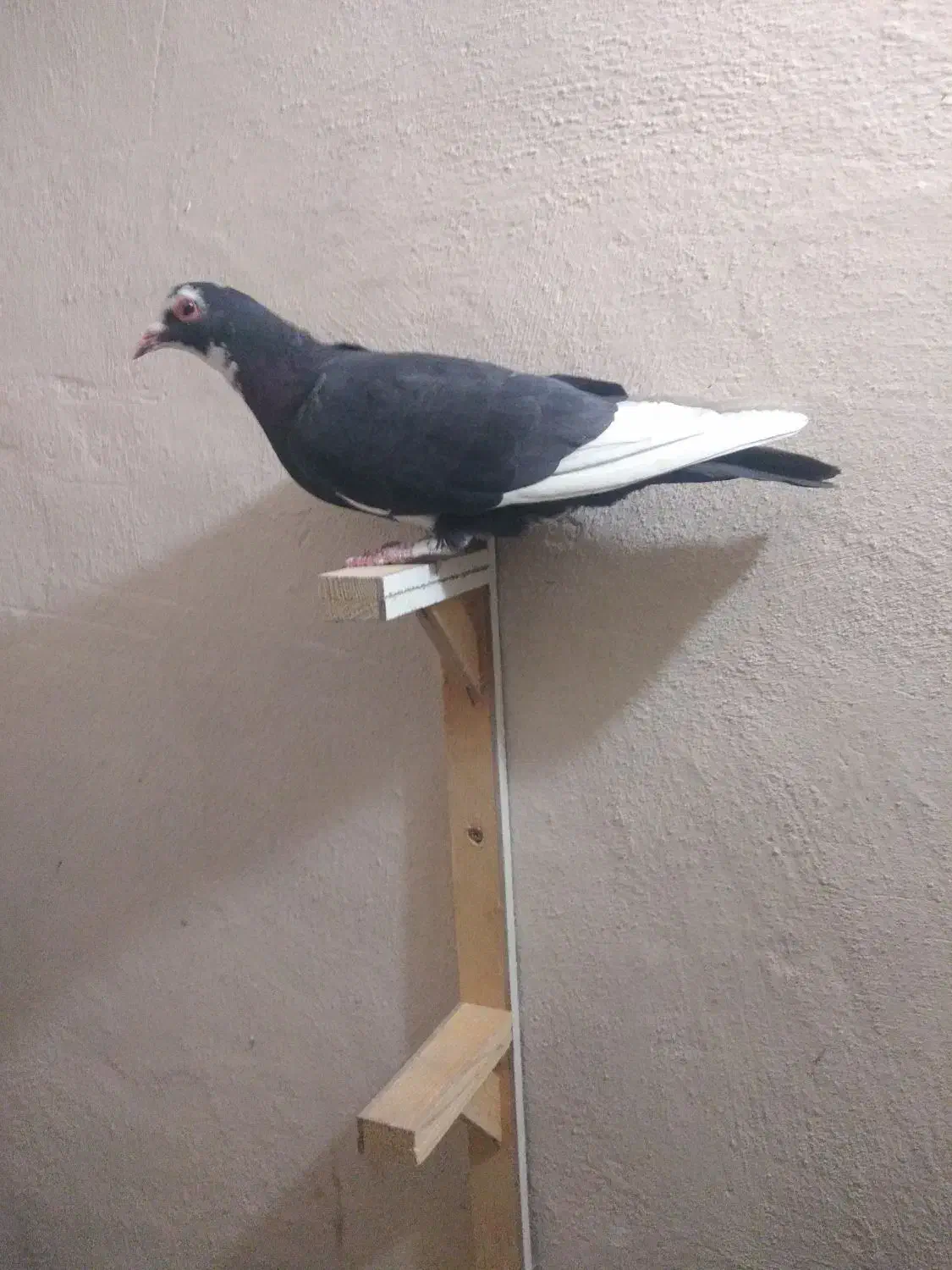 کفتر پلنگ ماده.|حیوانات|کرمان, |دیوار