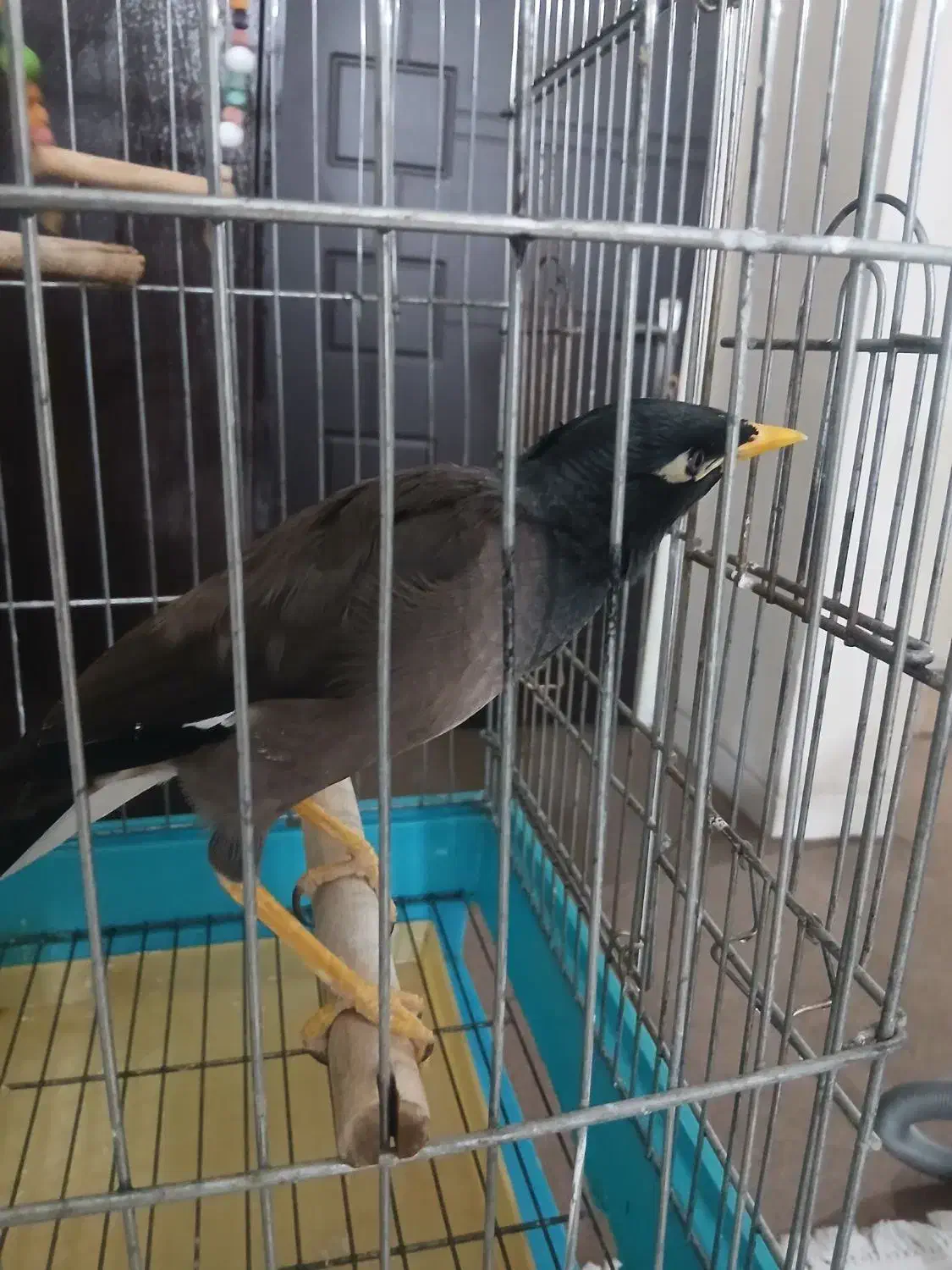 مرغ مینا سخنگو|پرنده|پردیس, فاز ۱|دیوار