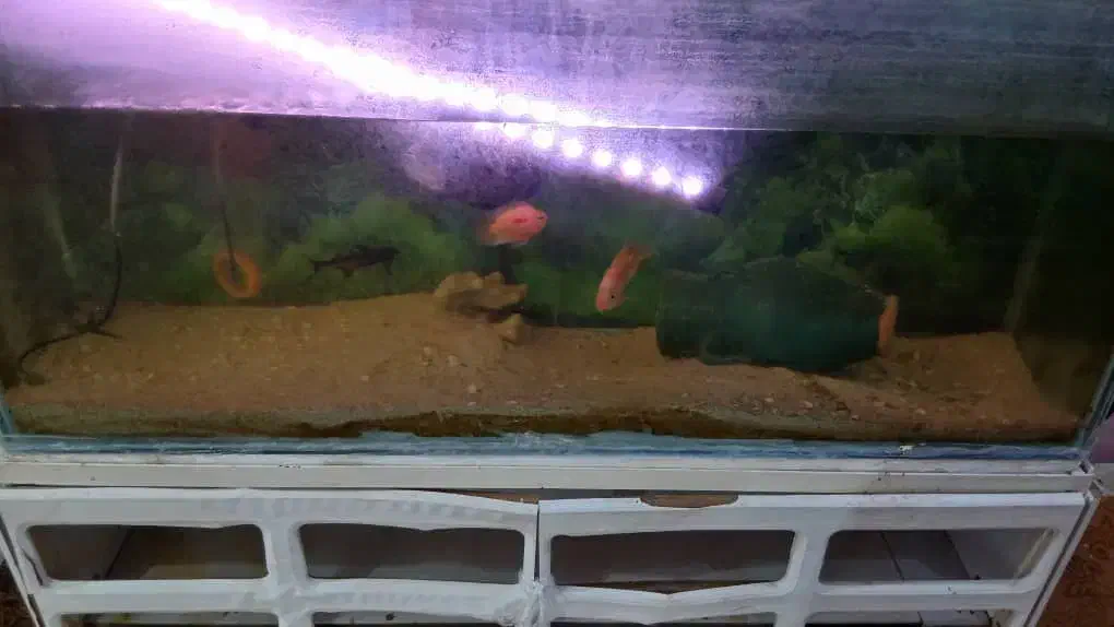 اکواریوم با وسایل کامل|ماهی|اهواز, کوی مندلی(سه راه خرمشهر)|دیوار