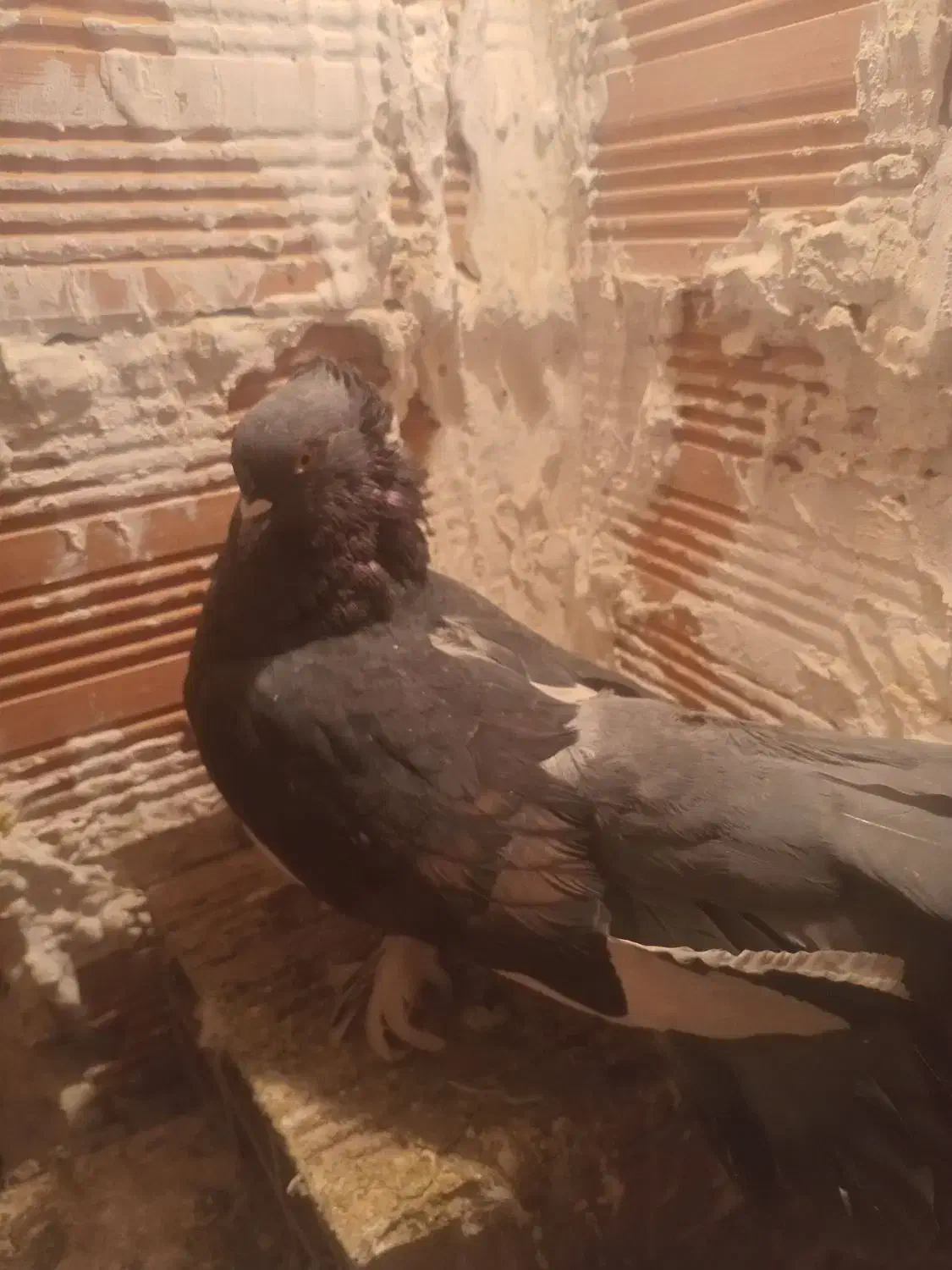 کفتر|پرنده|بومهن, |دیوار