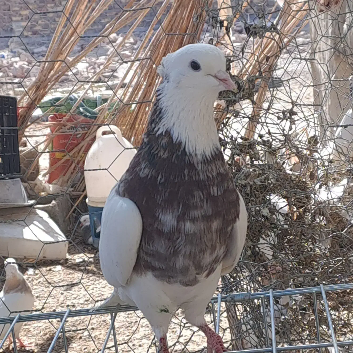 کبوتر طوقی کرمانشاهی|پرنده|هامون, |دیوار