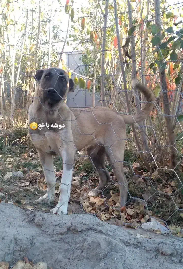 واگذاری سگ سرابی|سگ|مشگین شهر, |دیوار