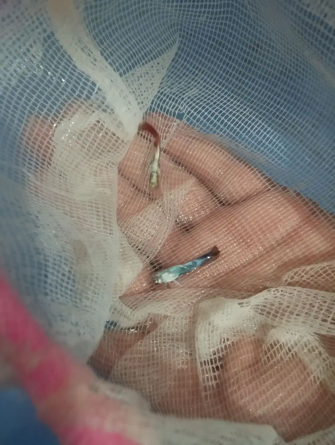 ماهی|ماهی|اردبیل, |دیوار