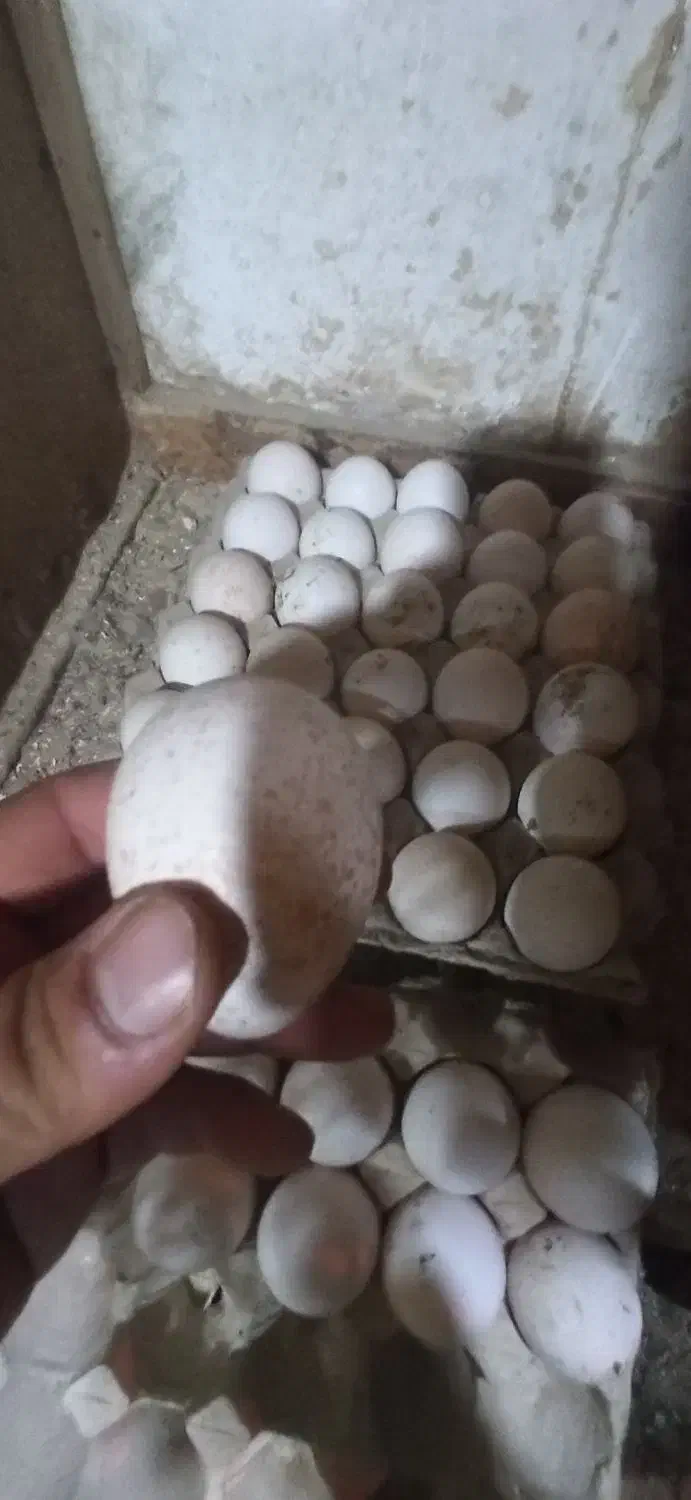 تخم نطفه دار بوقلمون بوربرون و بزنر|حیوانات مزرعه|ورامین, خیر آباد|دیوار