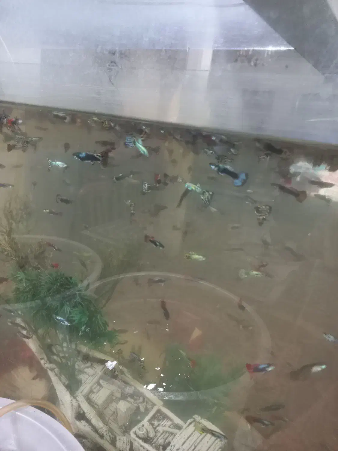 ماهی گوپی|ماهی|تهران, کیانشهر|دیوار