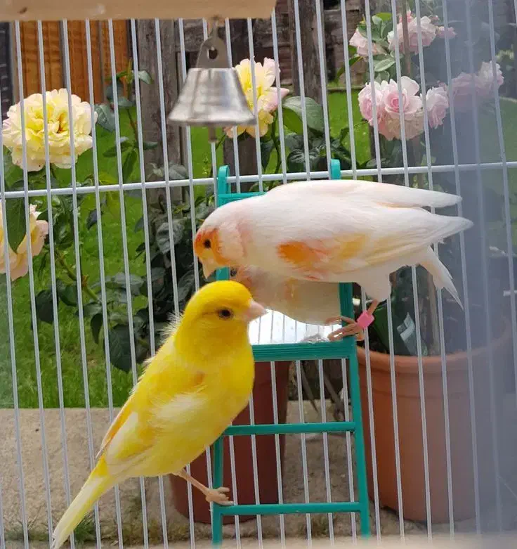 قناری|پرنده|رامهرمز, |دیوار