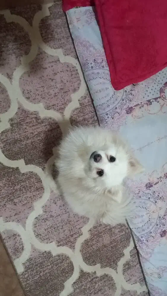 واگذاری سگ پامراشپیتز باامضای تعهدنامه نگهداری خوب|سگ|کرج, المهدی|دیوار