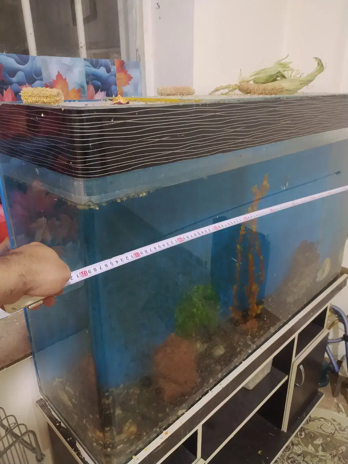 اکواریوم|ماهی|کرمانشاه, |دیوار