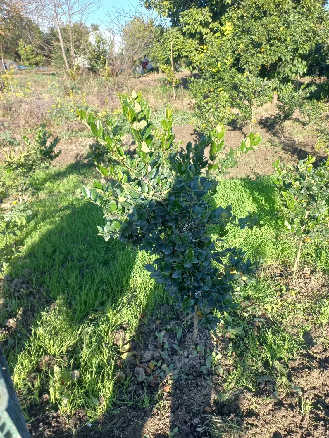 فروش گل یاس هلندی|گل و گیاه طبیعی|قائمشهر, |دیوار