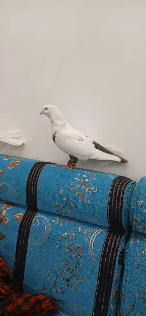 کبوتر دمبی نره سوسنگرد|پرنده|سوسنگرد, |دیوار