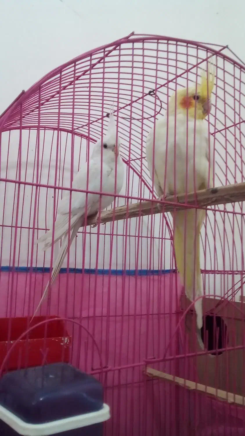 سلام عروس هلندی درشاگان|پرنده|شادگان, |دیوار